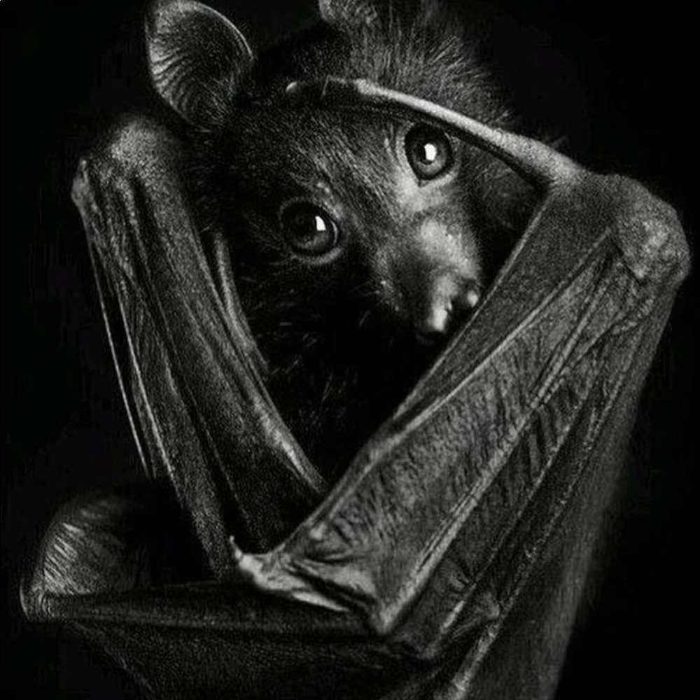 Meet your Posher, Jenny